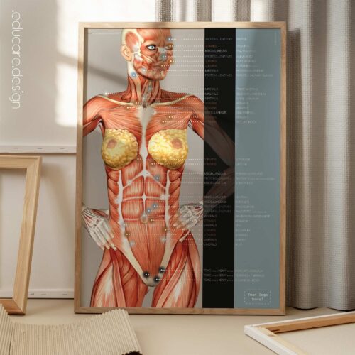 Dermatomes and Cutaneous Nerve Innervation anatomy chart for clinics Dermatomes and Cutaneous Nerve Innervation anatomy chart for clinics